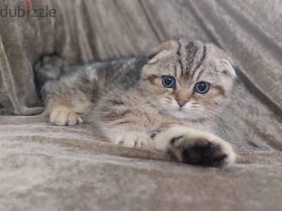 Scottish fold