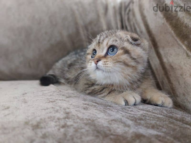 Scottish fold 1