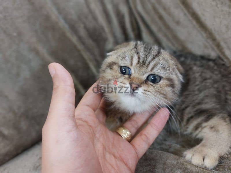 Scottish fold 2