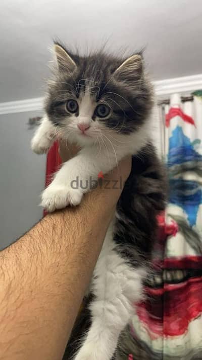 pure male persian cat 45 days old