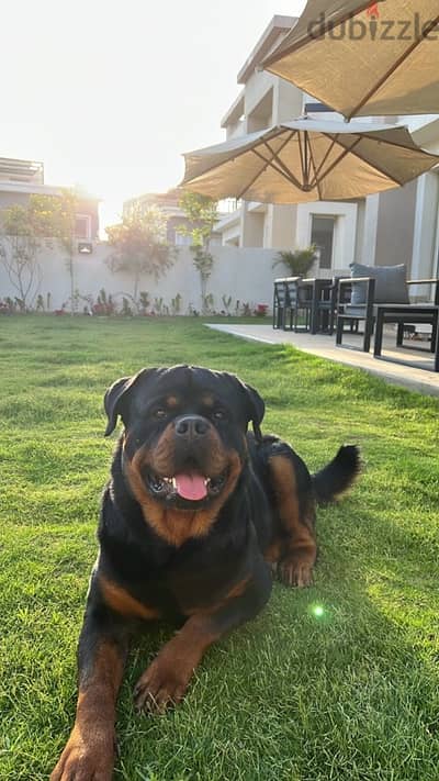 دكر روت للزواج Rottweiler