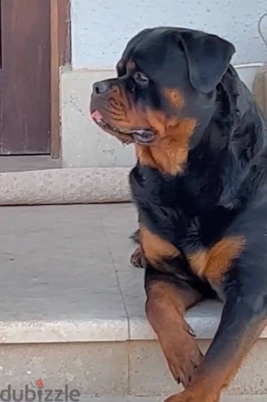 دكر روت للزواج Rottweiler 1