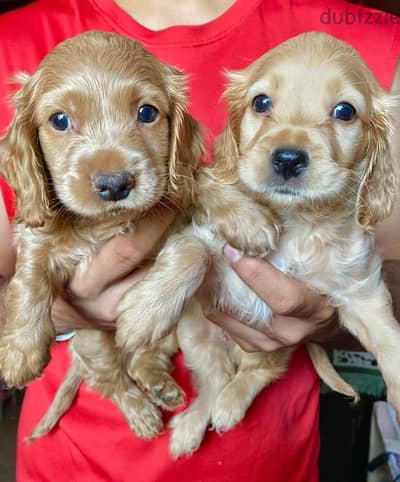 pure american cocker puppies  for sale