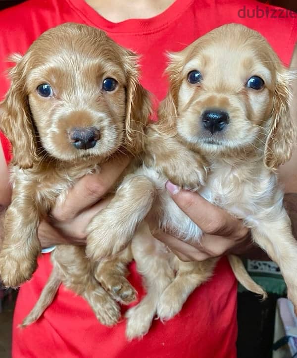 pure american cocker puppies  for sale 0