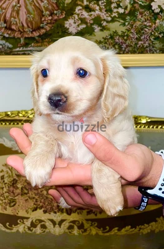 pure american cocker puppies  for sale 2