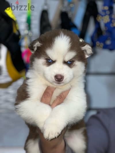 husky puppy male & female