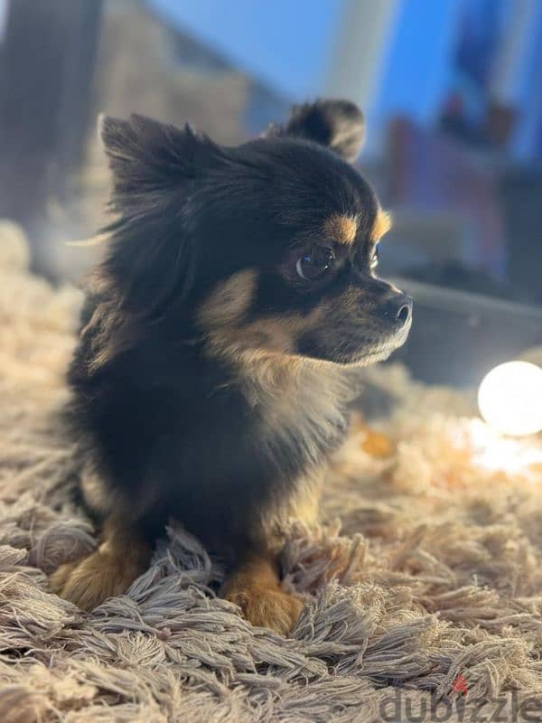 best chihuahua male longhair 1