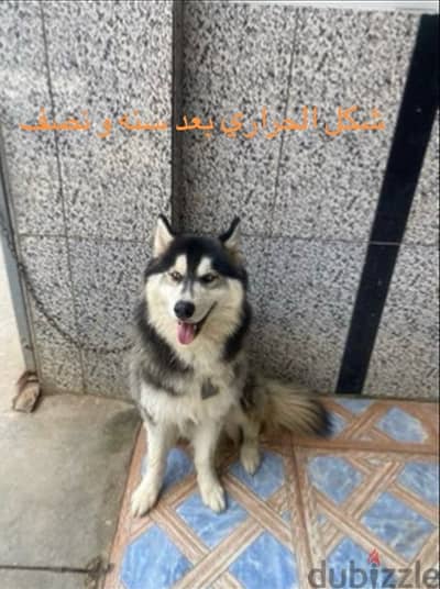 جراوي  ذكر وأنثا    كلبين Husky