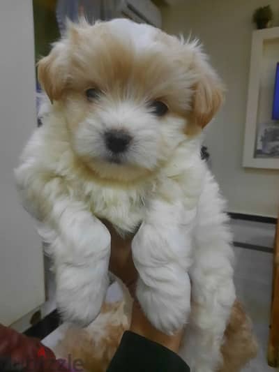 German griffon puppy