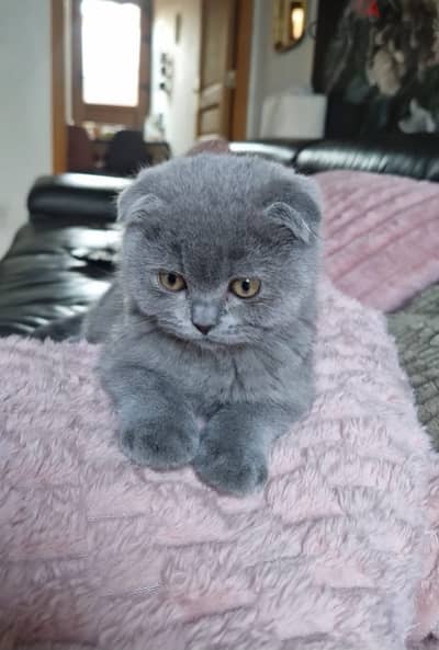 Scottish Fold kittens 65 days سكوتش