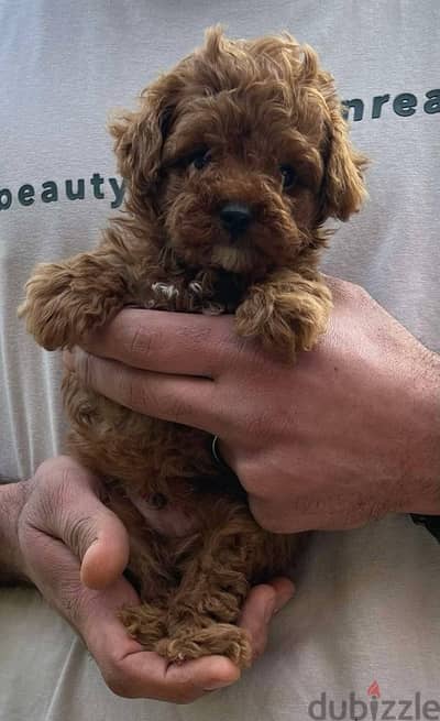 Toy Poodle Dog Red Color for sale