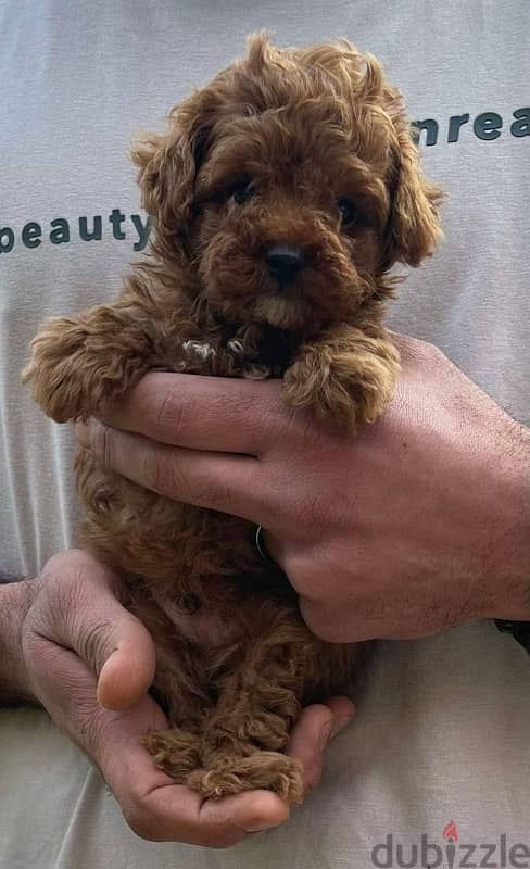 Toy Poodle Dog Red Color for sale 0