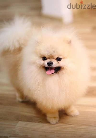 Pomeranian Dog for Sale Male From Europe With All Documents