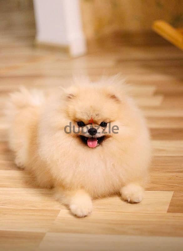 Pomeranian Dog for Sale Male From Europe With All Documents 1