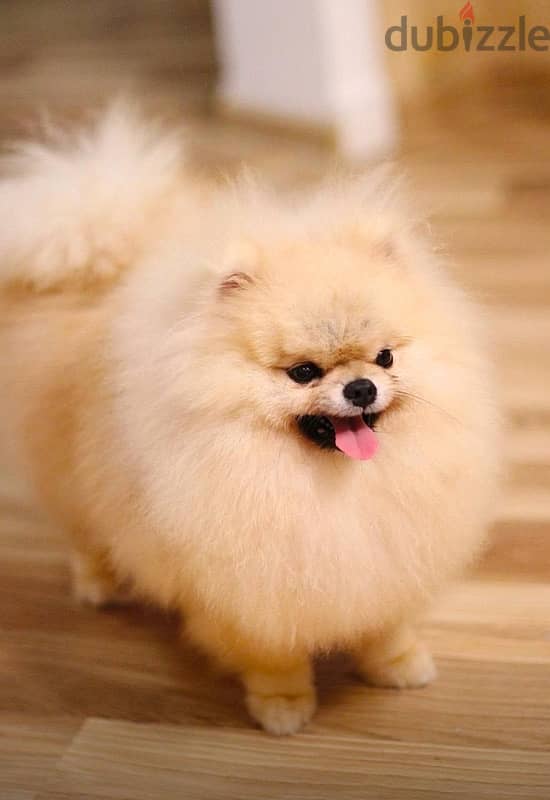 Pomeranian Dog for Sale Male From Europe With All Documents 2