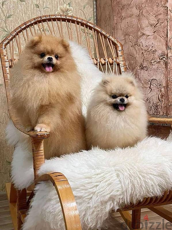 Pomeranian Dog for Sale Male From Europe With All Documents 3