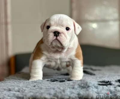 English Bulldog Puppy For Sale With All Documents