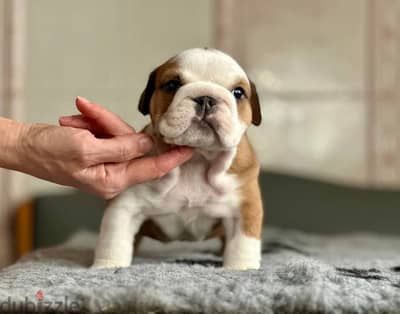 English Bulldog For Sale From Europe With FCI Pedigree