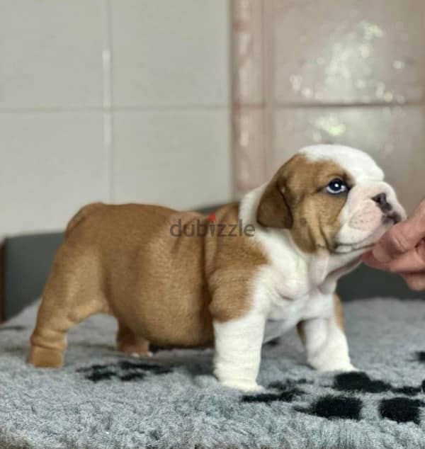 English Bulldog For Sale From Europe With FCI Pedigree 1