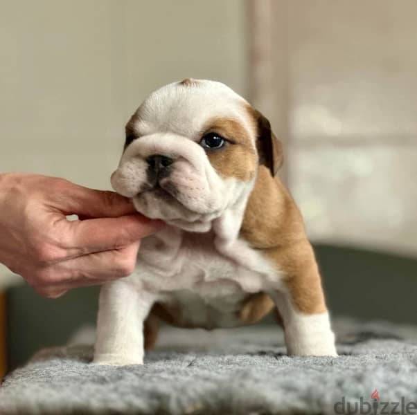 English Bulldog For Sale From Europe With FCI Pedigree 2