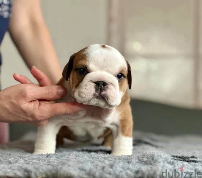 English Bulldog For Sale From Europe With FCI Pedigree 3