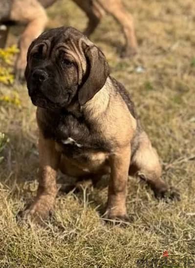 cane corso