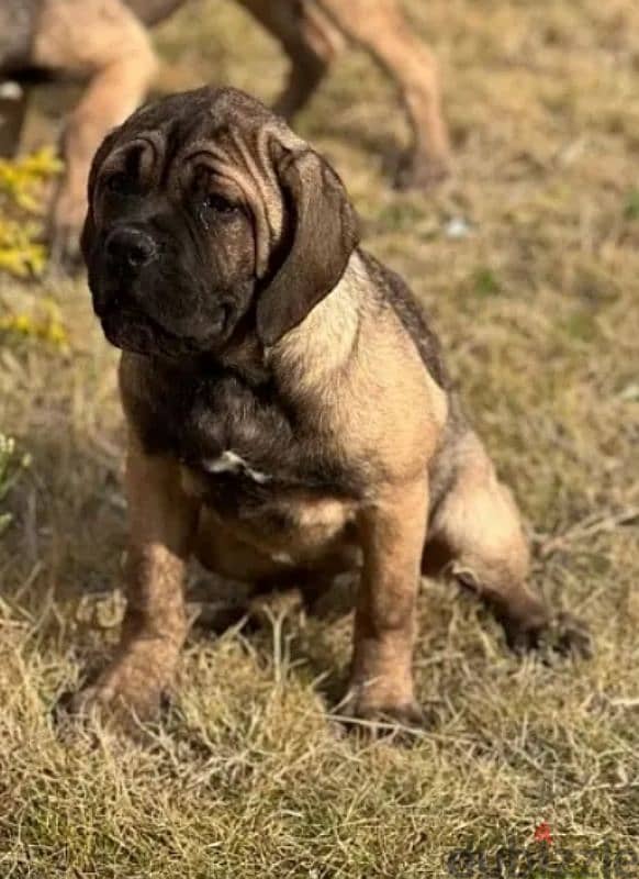 cane corso 0