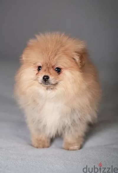 super cool mini boy Pomeranian from Russia