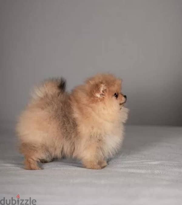 super cool mini boy Pomeranian from Russia 1