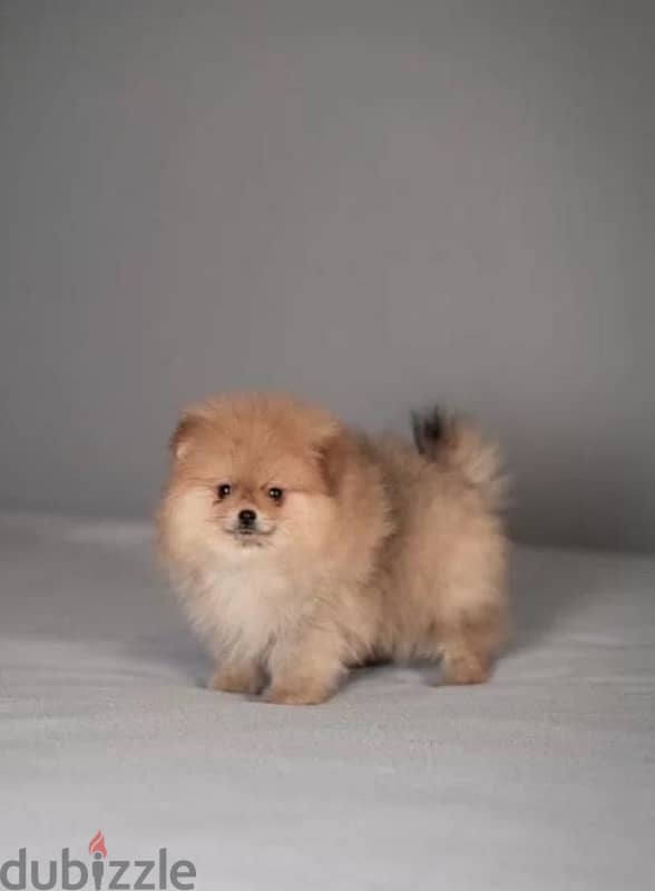 super cool mini boy Pomeranian from Russia 2