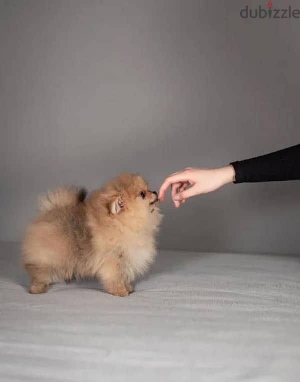 super cool mini boy Pomeranian from Russia 3