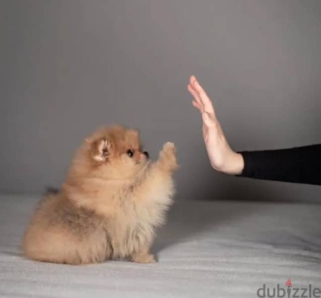 super cool mini boy Pomeranian from Russia 4