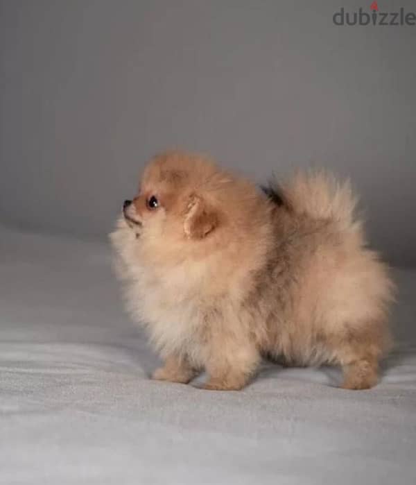 super cool mini boy Pomeranian from Russia 5