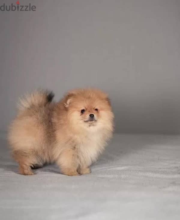 super cool mini boy Pomeranian from Russia 6