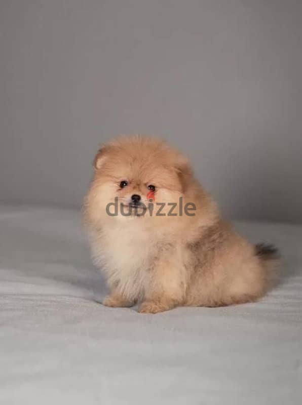 super cool mini boy Pomeranian from Russia 7