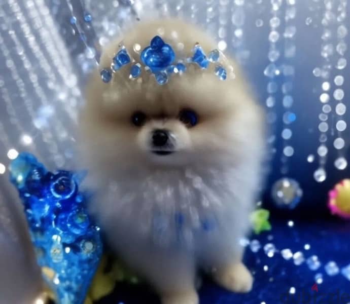 Mini Pomeranian puppy boy from Russia 0