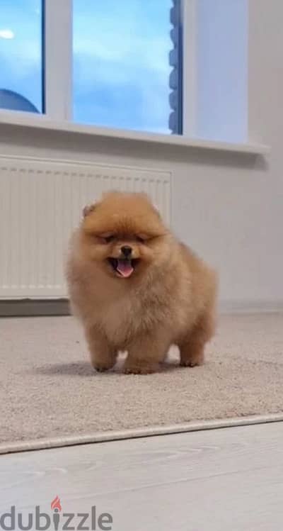 mini Pomeranian female from Russia