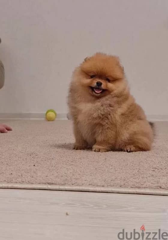 mini Pomeranian female from Russia 1