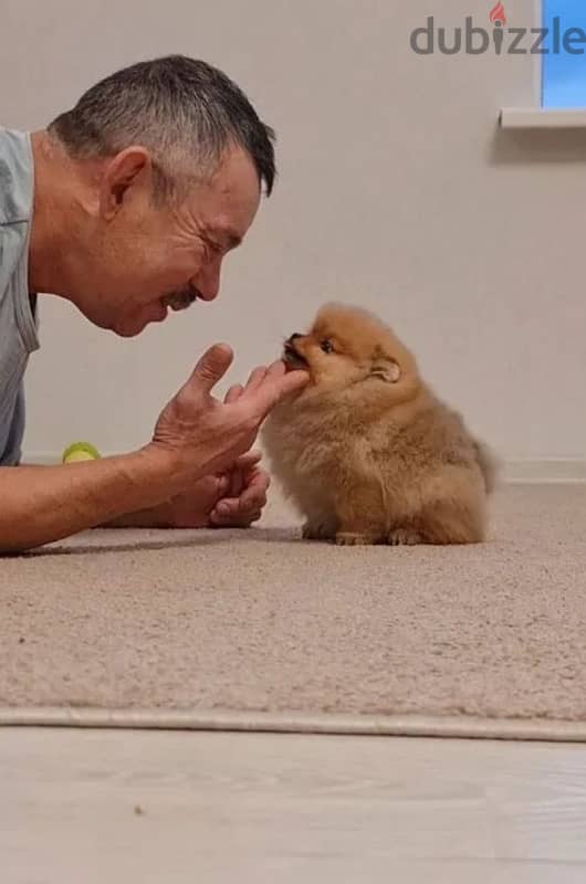 mini Pomeranian female from Russia 2