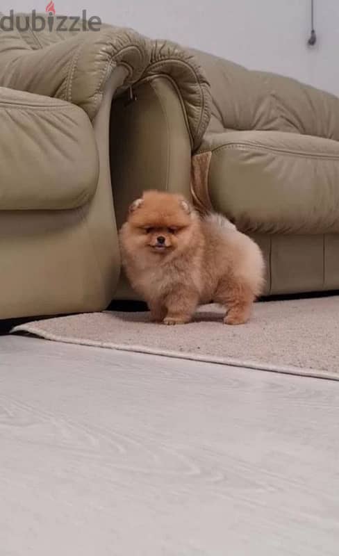 mini Pomeranian female from Russia 3