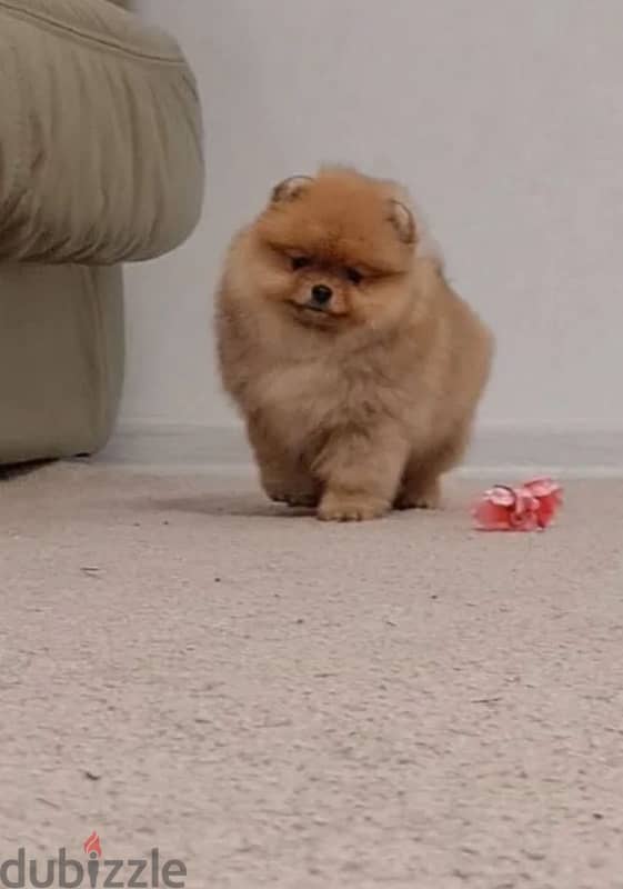 mini Pomeranian female from Russia 4