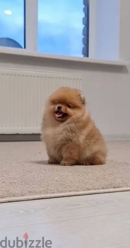 mini Pomeranian female from Russia 5