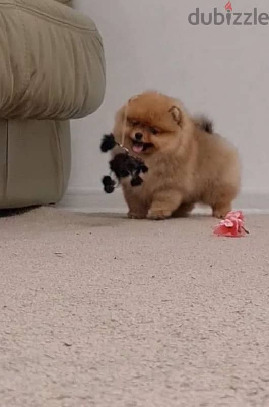 mini Pomeranian female from Russia 6