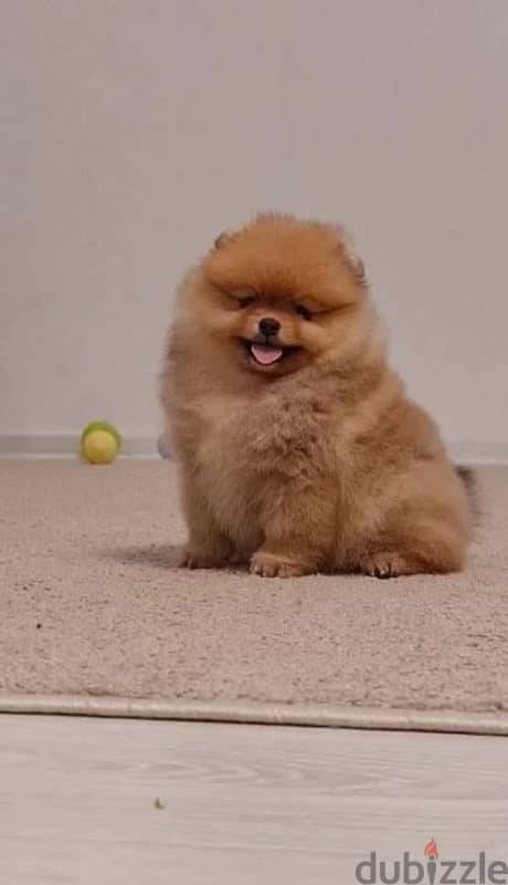 mini Pomeranian female from Russia 7