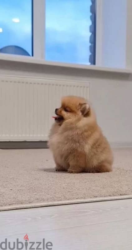 mini Pomeranian female from Russia 8