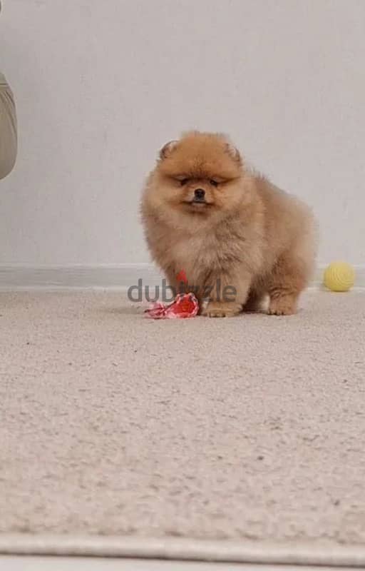 mini Pomeranian female from Russia 9