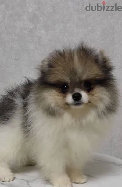 Mini Pomeranian puppy female from Russia