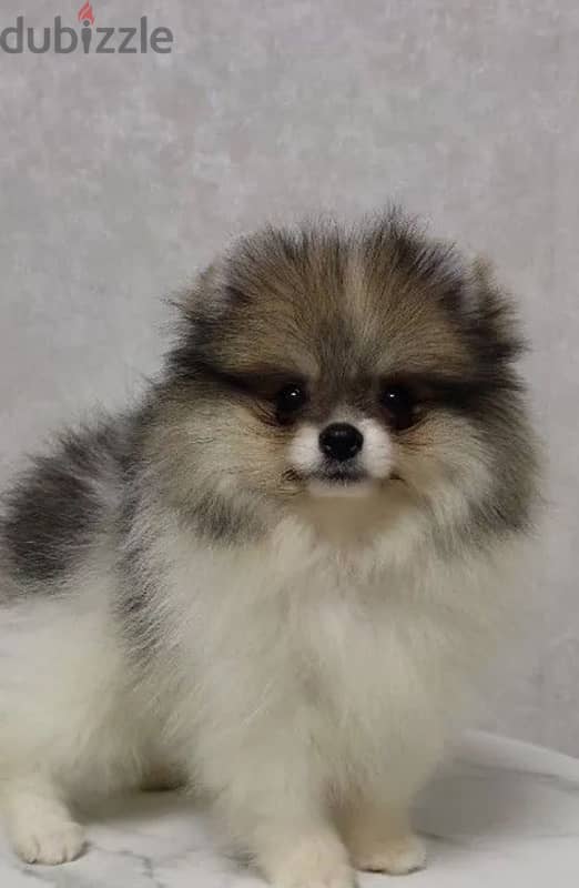 Mini Pomeranian puppy female from Russia 1