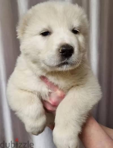 Central Asian shepherd puppy boy from Russia