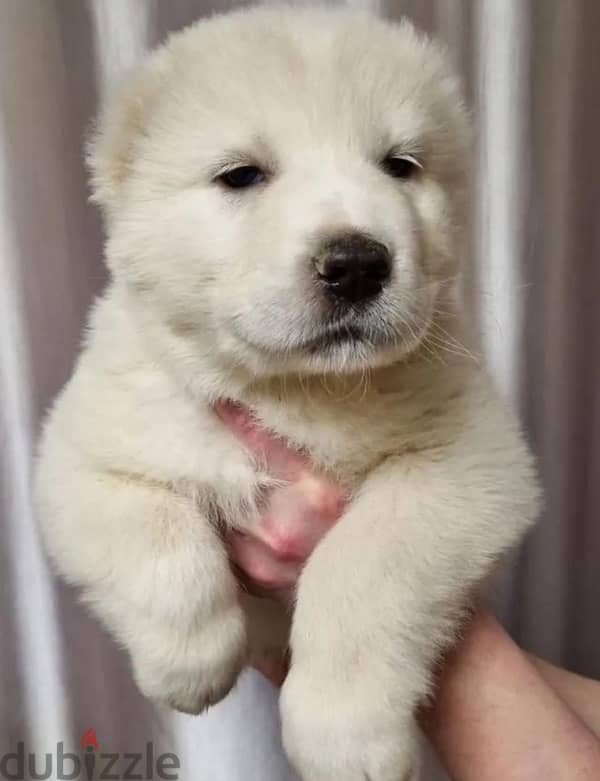 Central Asian shepherd puppy boy from Russia 0